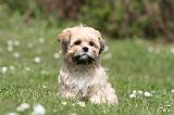 LHASSA APSO 302